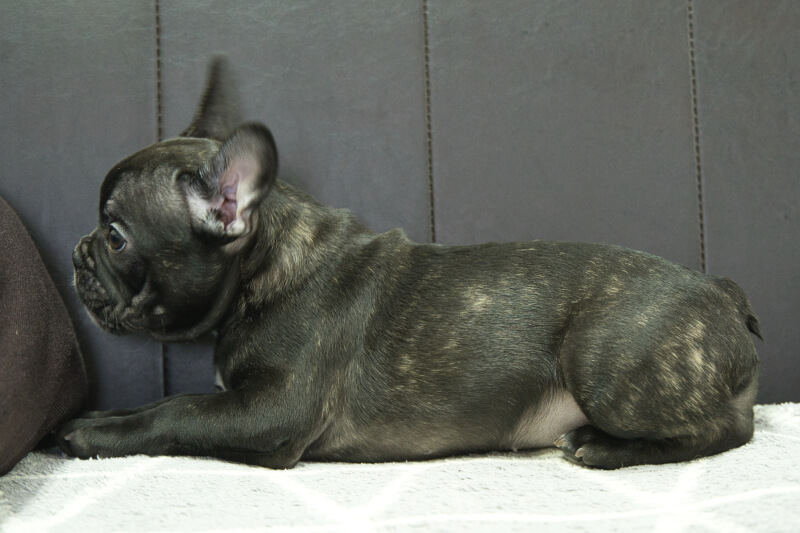 フレンチブルドッグの子犬の写真202303244-2 6月11日現在