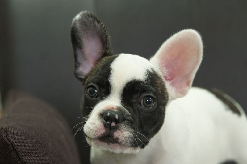 フレンチブルドッグの子犬の写真202304011 6月11日現在