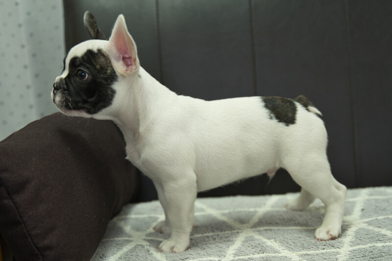 フレンチブルドッグの子犬の写真202304011-2 6月11日現在