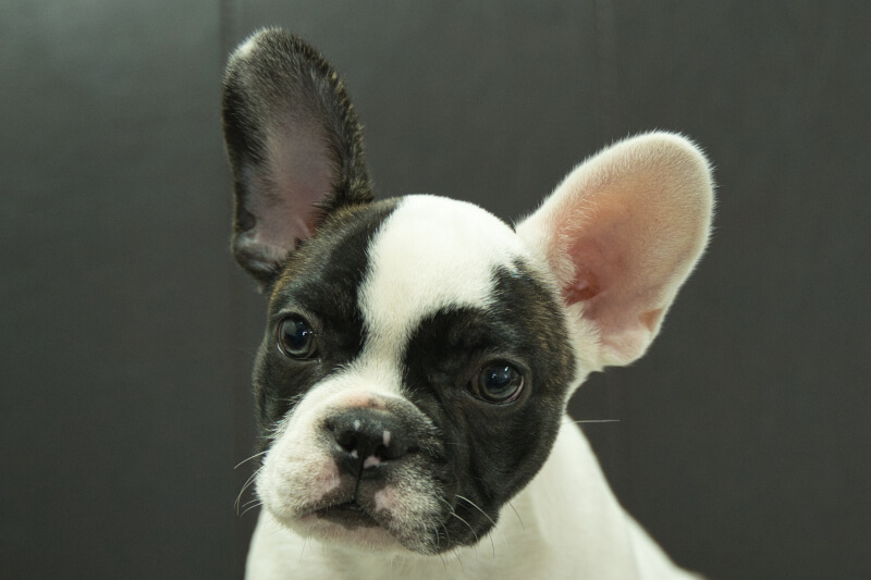 フレンチブルドッグの子犬の写真202304011 6月22日現在