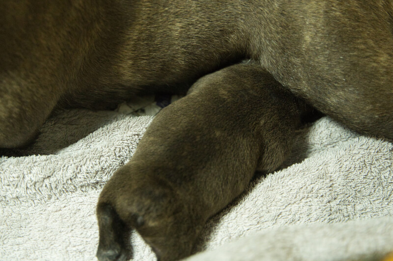 2023年6月16日生まれのフレンチブルドッグ子犬の写真