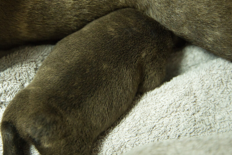 2023年6月16日生まれのフレンチブルドッグ子犬の写真
