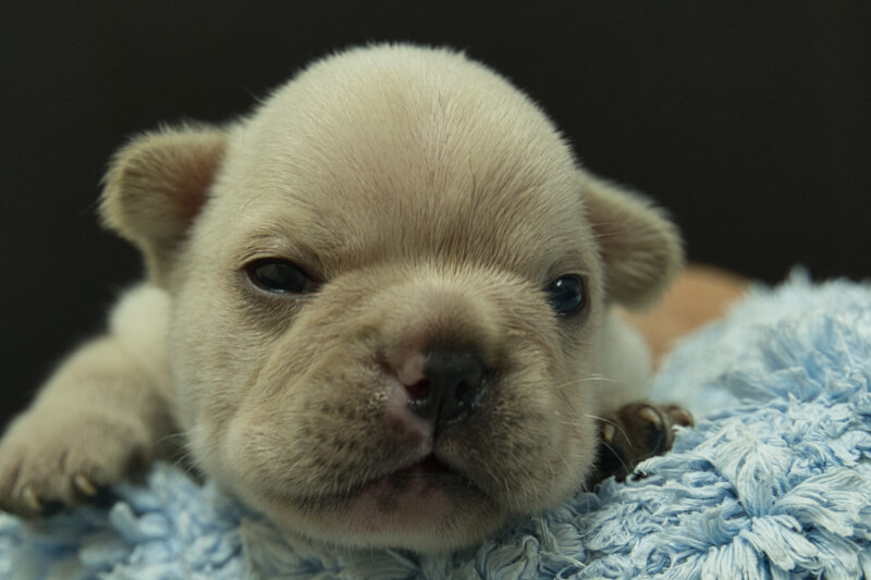 フレンチブルドッグの子犬の写真202306261 7月10日現在