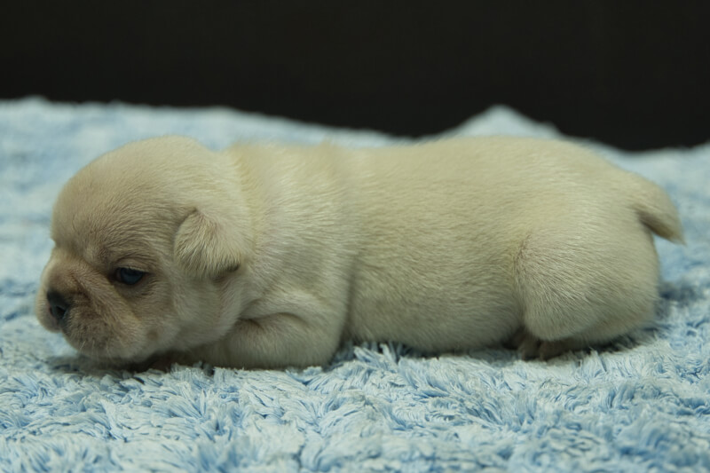 フレンチブルドッグの子犬の写真202306261-2 7月10日現在