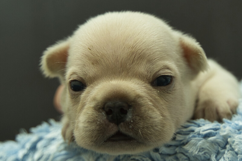 フレンチブルドッグの子犬の写真202306262 7月10日現在