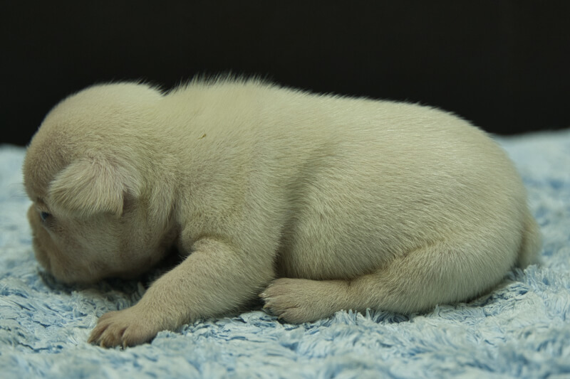 フレンチブルドッグの子犬の写真202306262-2 7月10日現在