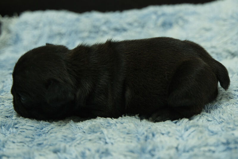 フレンチブルドッグの子犬の写真202306263-2 7月10日現在
