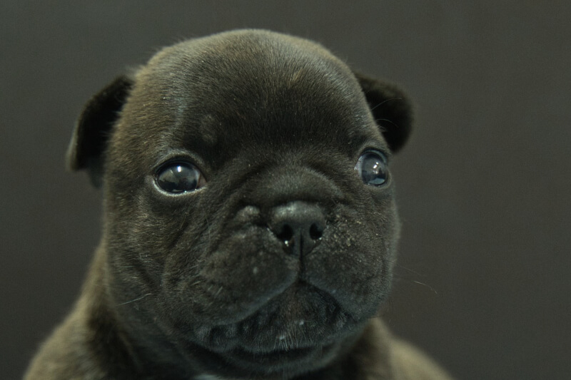 フレンチブルドッグの子犬の写真202306161 7月10日現在