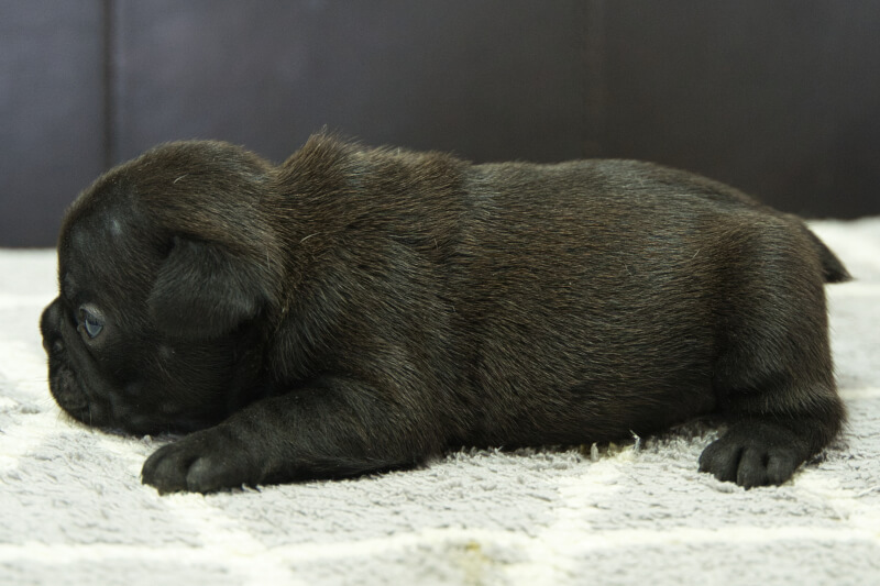 フレンチブルドッグの子犬の写真202306264-2 7月15日現在