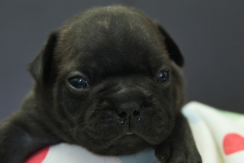 フレンチブルドッグの子犬の写真202306265 7月15日現在