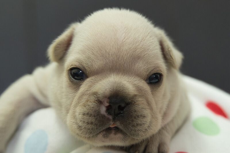 フレンチブルドッグの子犬の写真202306261 7月15日現在