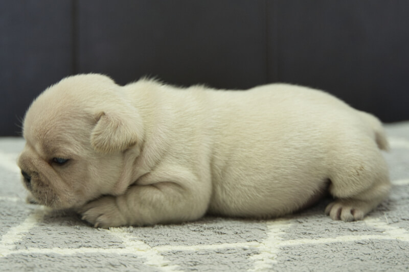フレンチブルドッグの子犬の写真202306261-2 7月15日現在
