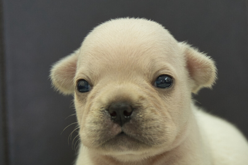フレンチブルドッグの子犬の写真202306262 7月15日現在