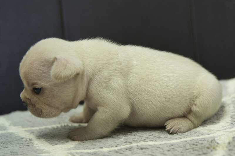 フレンチブルドッグの子犬の写真202306262-2 7月15日現在