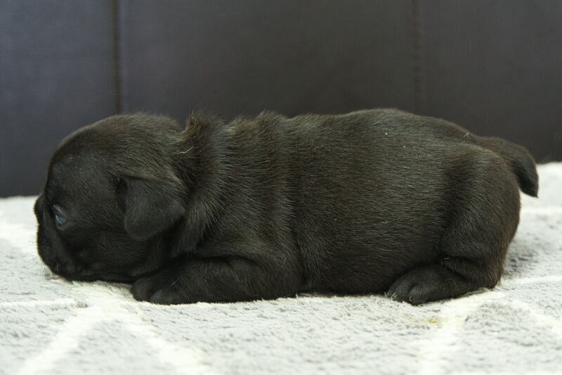 フレンチブルドッグの子犬の写真202306263-2 7月15日現在
