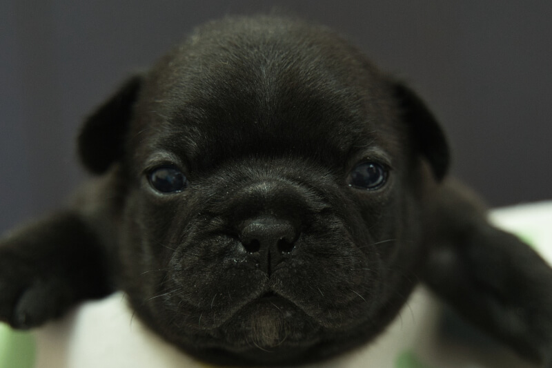 フレンチブルドッグの子犬の写真202306264 7月15日現在