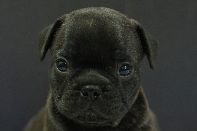 フレンチブルドッグの子犬の写真202306265 7月29日現在