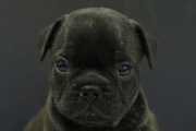 フレンチブルドッグの子犬202306265