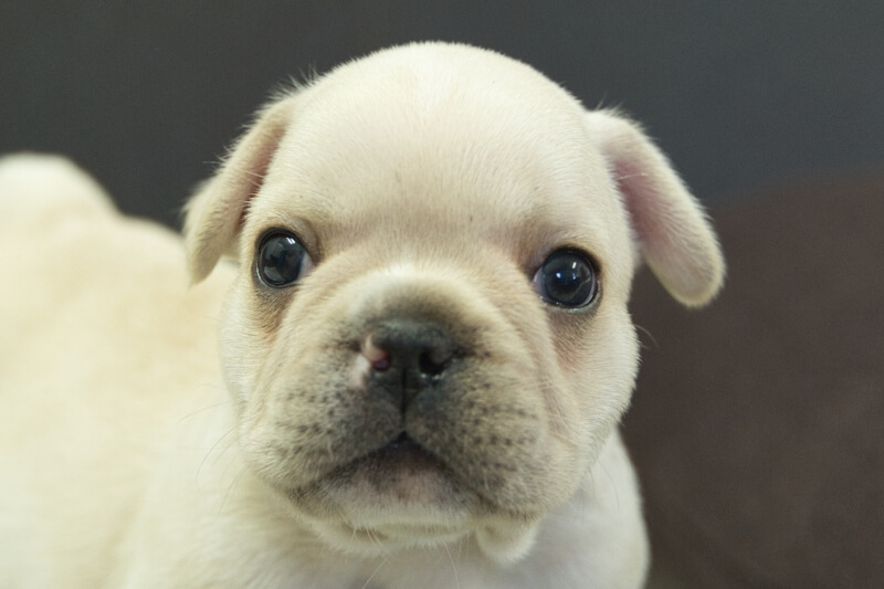 フレンチブルドッグの子犬の写真202306261 7月29日現在