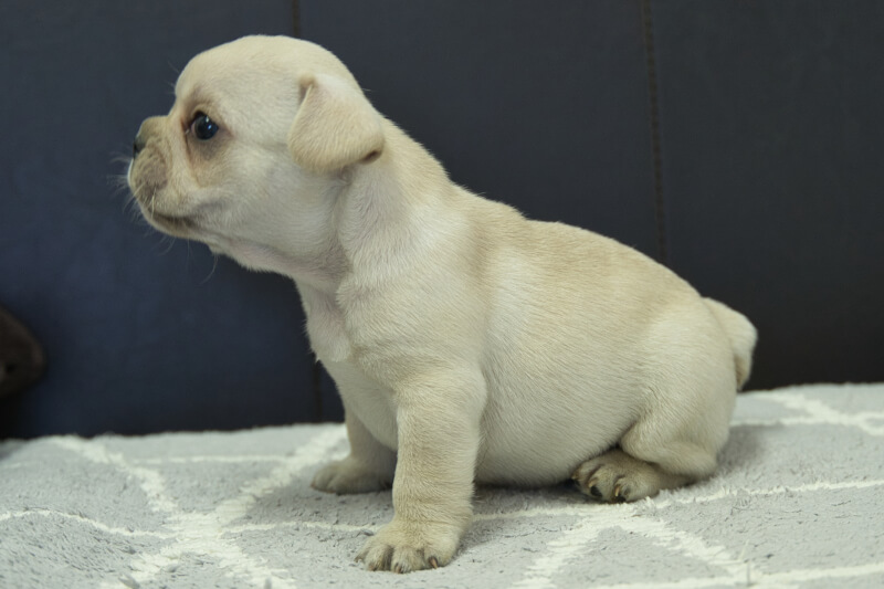 フレンチブルドッグの子犬の写真202306261-2 7月29日現在