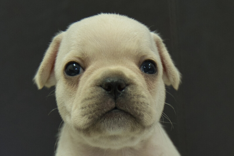 フレンチブルドッグの子犬の写真202306262 7月29日現在