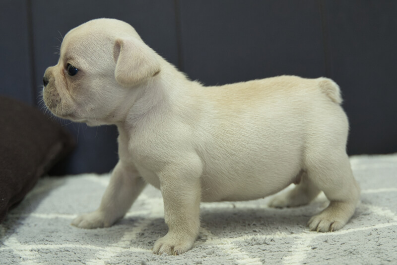 フレンチブルドッグの子犬の写真202306262-2 7月29日現在