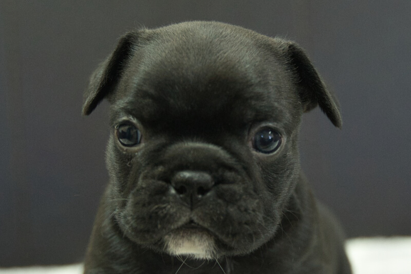 フレンチブルドッグの子犬の写真202306263 7月29日現在