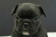 フレンチブルドッグの子犬202306263