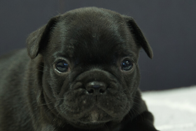 フレンチブルドッグの子犬の写真202306264 7月29日現在