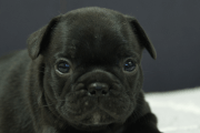 フレンチブルドッグの子犬202306264