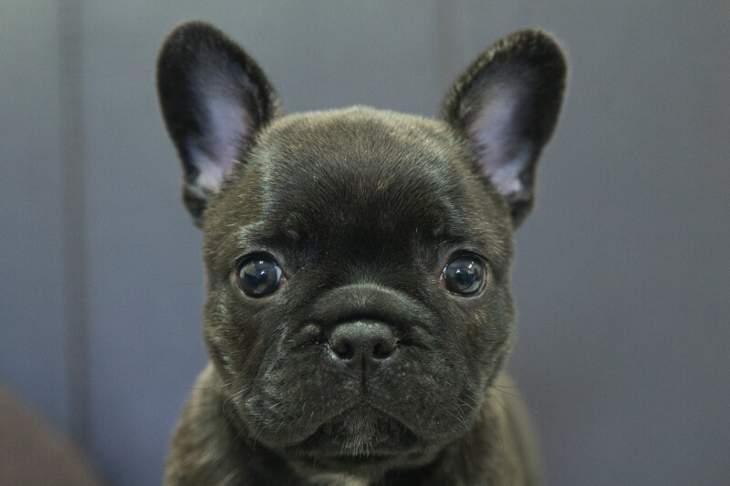 フレンチブルドッグの子犬の写真202306161 7月29日現在