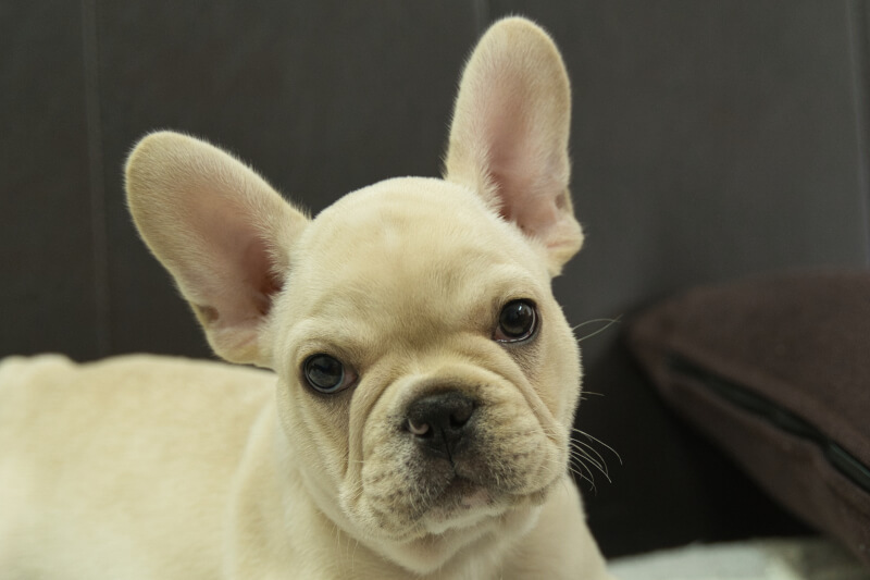 フレンチブルドッグの子犬の写真202306261 8月30日現在