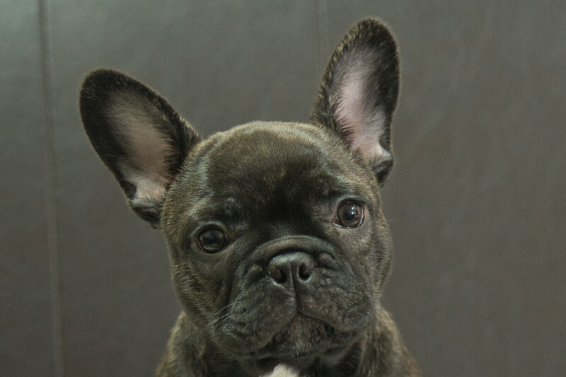 フレンチブルドッグの子犬の写真202306161 8月30日現在
