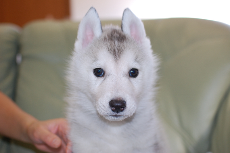 シベリアンハスキーの子犬の写真201710212 12月12日現在