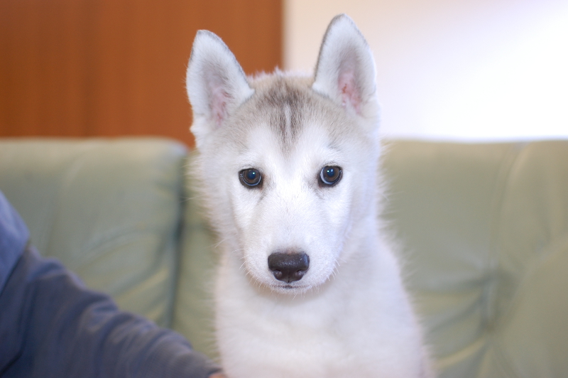 シベリアンハスキーの子犬の写真201710212 1月7日現在