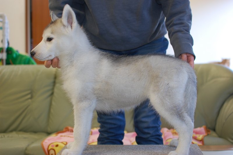 シベリアンハスキーの子犬の写真201710212-2 1月7日現在