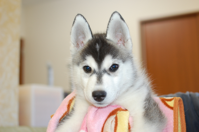 シベリアンハスキーの子犬の写真201710211 1月7日現在