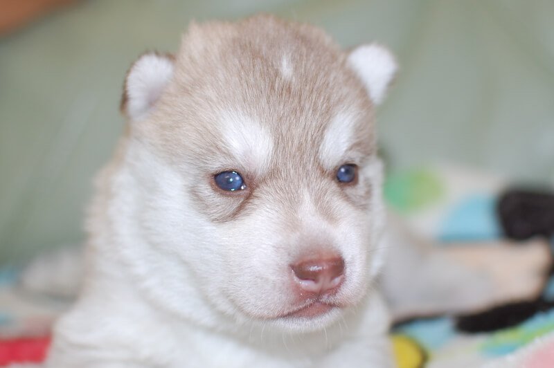 シベリアンハスキーの子犬の写真201805203 6月8日現在