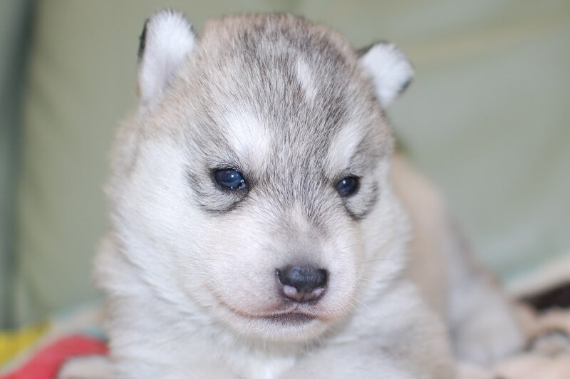 シベリアンハスキーの子犬の写真201805202 6月8日現在