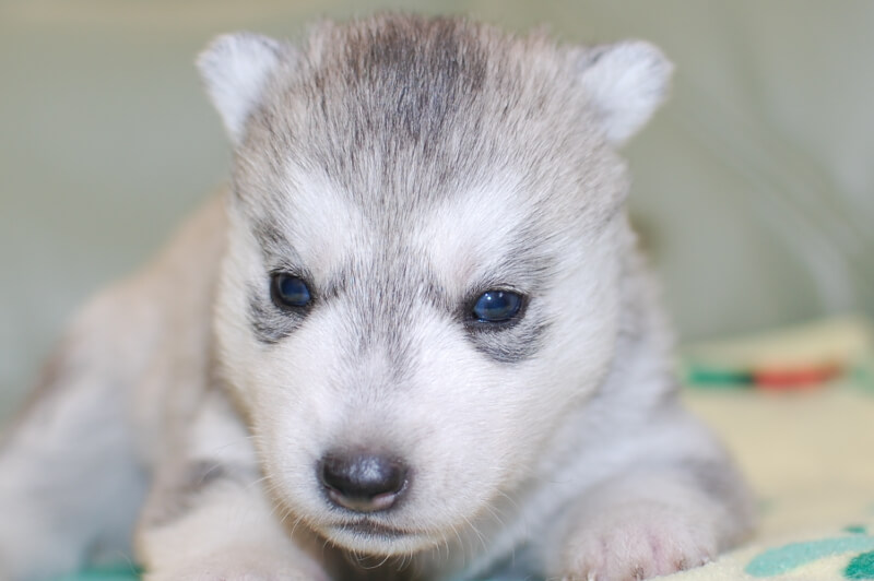 シベリアンハスキーの子犬の写真201811133 12月3日現在