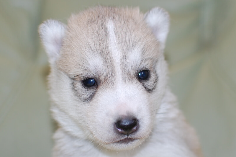 シベリアンハスキーの子犬の写真201811134 12月3日現在