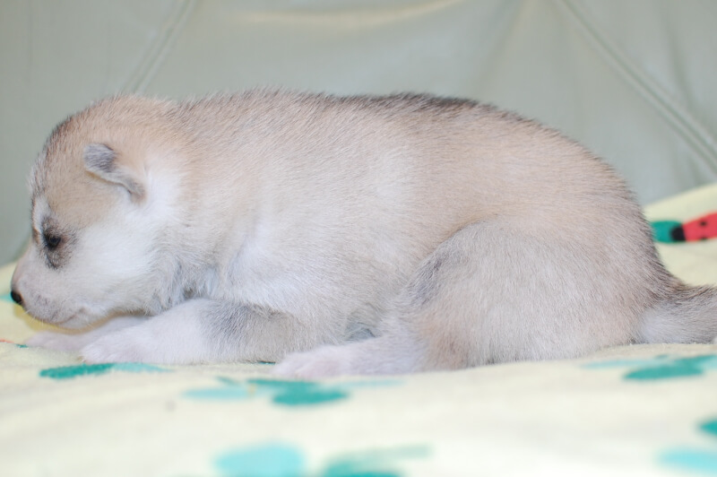 シベリアンハスキーの子犬の写真201811134-2 12月3日現在