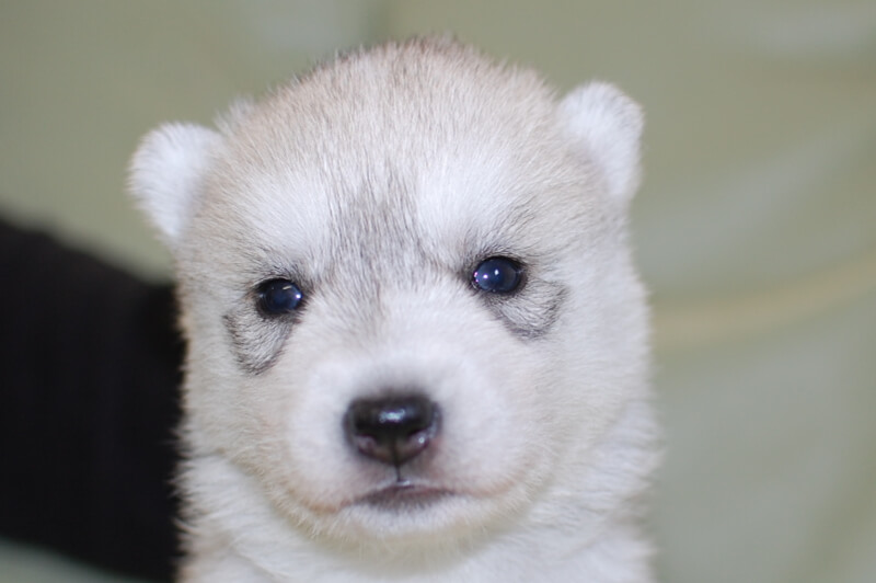 シベリアンハスキーの子犬の写真201811135 12月3日現在