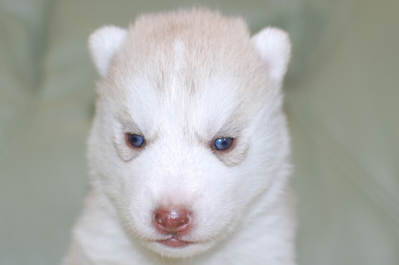 シベリアンハスキーの子犬の写真201811131 12月3日現在