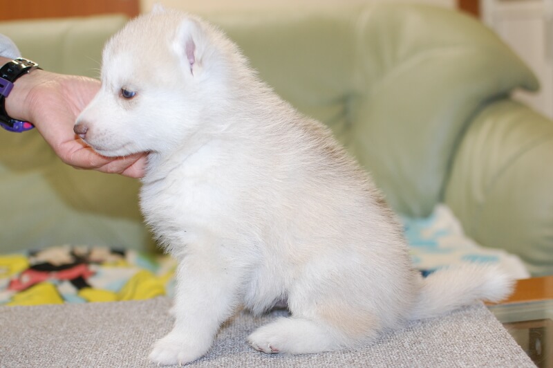 シベリアンハスキーの子犬の写真201811131-2 12月15日現在