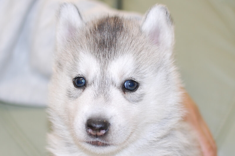 シベリアンハスキーの子犬の写真201811133 12月15日現在