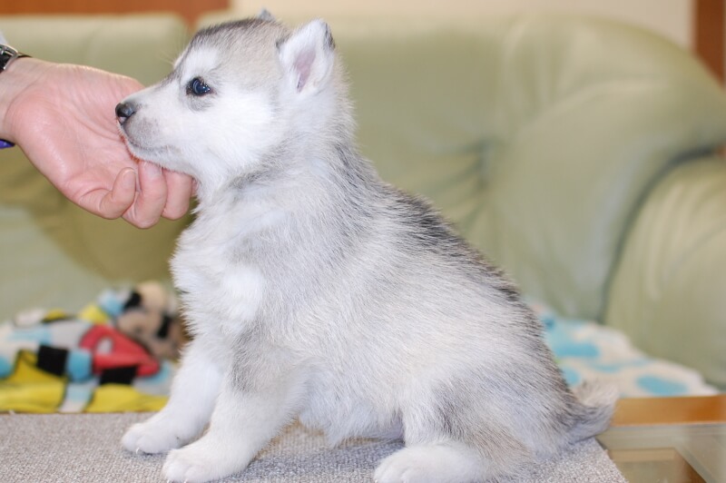 シベリアンハスキーの子犬の写真201811133-2 12月15日現在