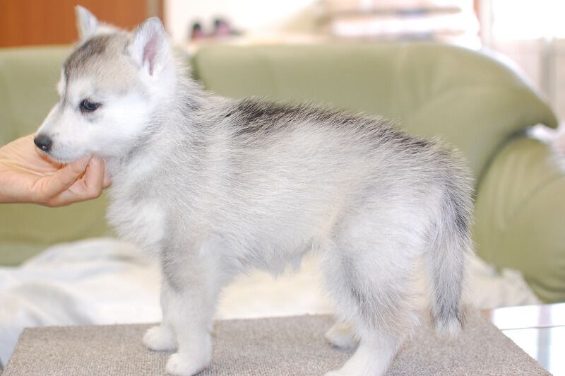 シベリアンハスキーの子犬の写真201811133-2 12月23日現在