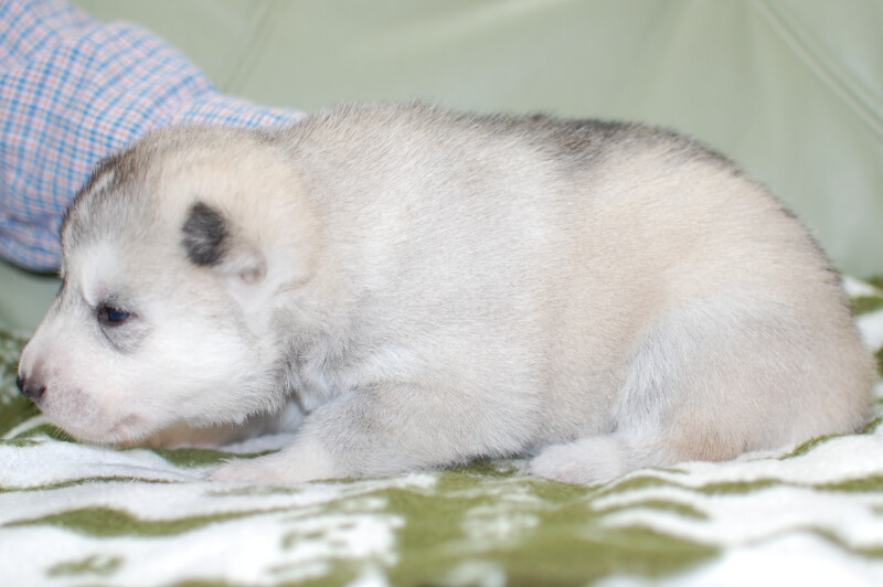 シベリアンハスキーの子犬の写真201901171-2 2月7日現在