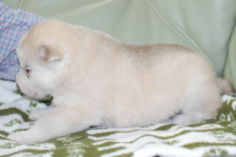 シベリアンハスキーの子犬の写真201901172-2 2月7日現在